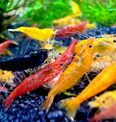 Aqua Breeding Skill Set aus 10 lebenden Neocaridina Aquarium Garnelen friedliche Bewohner für Aquarien Größe 1,5-2 cm von Aqua Breeding Skill