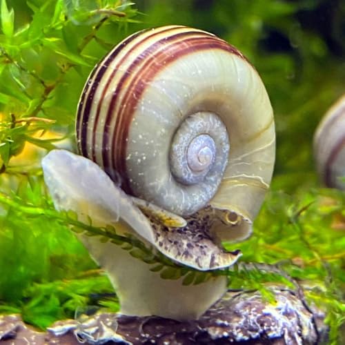 Marisa Cornuarietis Set 5 stuk – Paradies-Schnecke für Aquarium, Lebende Schnecke für Aquarien, Schnecken Aquarium Zubehör Marisa Cornuarietis Set 5 stuk – Paradies-Schnecke für Aquarium, Lebende Schnecke für Aquarien, Schnecken Aquarium Zubehör von Aqua Breeding Skill