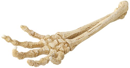 Aqua Della 234-422120 Aquariumdekoration Skelett-Hand, 26.8 x 9.4 x 4.5 cm von Smurfs AquaDella