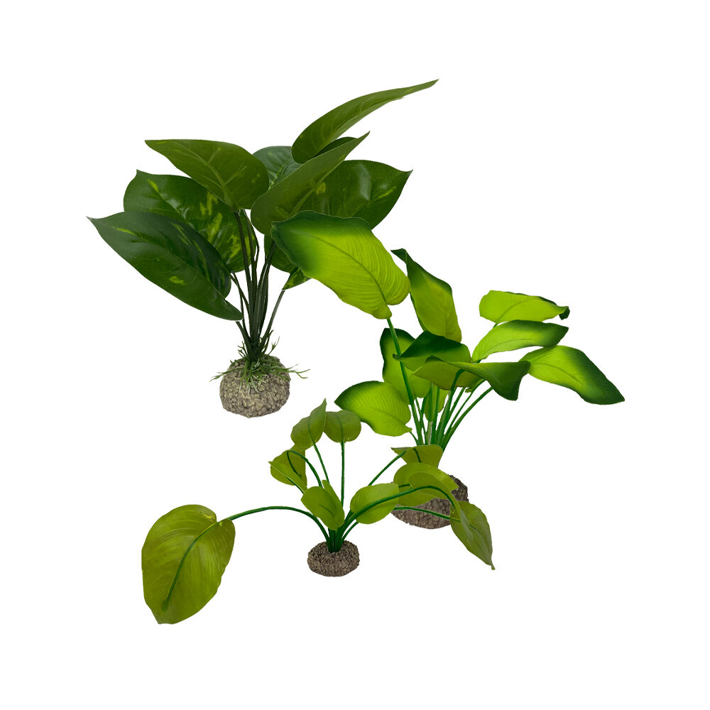 Aqua Della Anubias - Grün - 20 cm Aqua Della Anubias - Grün - 20 cm von Aqua Della