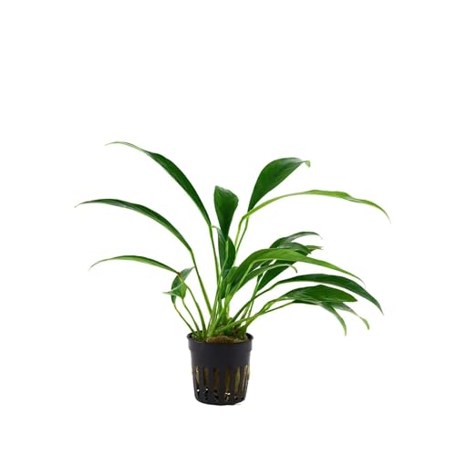 Anubias barteri var. angustifolia - Anubias barteri Hohlzahn - Lebende Aquarium-Pflanz Anubias barteri var. angustifolia - Anubias barteri Hohlzahn - Lebende Aquarium-Pflanz von Aqua Essentials
