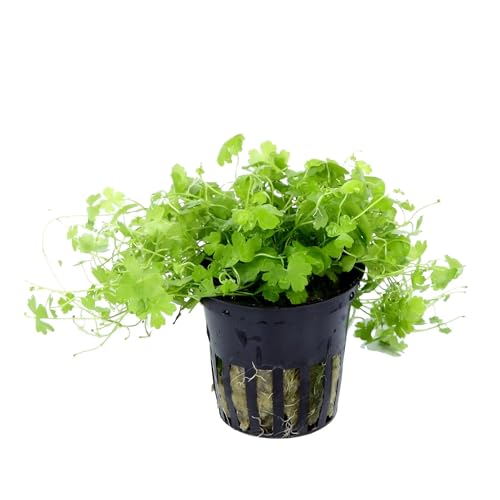 Hydrocotyle Tripartita (sp. Japan) – 1 Strauß – lebende Aquariumpflanze von Aqua Essentials