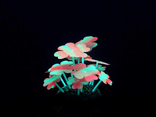 Aqua Lumo Leuchtstoff-Pflanze, Kleeblatt von Aqua Lumo