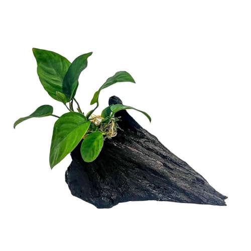 AquaOne Aquarienpflanze auf Holz Anubias barteri auf Mangrovenwurzel - natürliche Aquarium Dekoration - pflegeleicht & ideal für Garnelen, Welse & Aquascaping AquaOne Aquarienpflanze auf Holz Anubias barteri auf Mangrovenwurzel - natürliche Aquarium Dekoration - pflegeleicht & ideal für Garnelen, Welse & Aquascaping von AquaOne