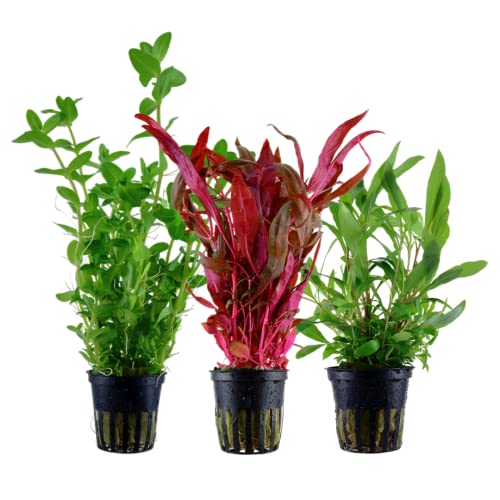 AquaOne Aquarium Pflanzen I 3X Wasserpflanzen I Hintergrund Aquarienpflanzen I Alternanthera Hygrophila Bacopa I Set mit 3 Hintergrundpflanzen AquaOne Aquarium Pflanzen I 3X Wasserpflanzen I Hintergrund Aquarienpflanzen I Alternanthera Hygrophila Bacopa I Set mit 3 Hintergrundpflanzen von AquaOne