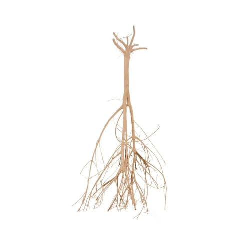 AquaOne Sahara Wurzel Nr.8500 Aquarium Wurzel Holz Deko Aquascaping Dekoration Landschaft Moorkien Moorwood Redwood Mangrove Moos Natur Echtholz von AquaOne