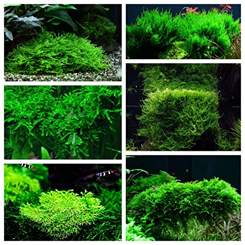 Moos Set mit 6 in Vitro Pflanzen Aquariumpflanzenset Nr.58 1-2 Grow! Becher Moose Aquarium Wasserpflanze von AquaOne