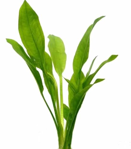 Amazonas-Schwertpflanze/Echinodorus Amazonicus - Pflanze für Aquarien von AquaPlants