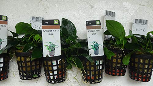 Anubias Nana Mini - Aquarium Wasser Pflanze von AquaPlants