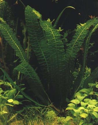 Aponogeton Boivinianus – Lebende Aquariumpflanze von AquaPlants
