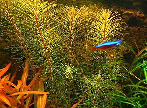 Aqua Plants Rotala sp. Vietnam - 1 Bund Aqua Plants Rotala sp. Vietnam - 1 Bund von AquaPlants