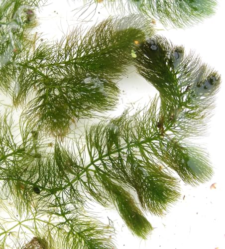 AquaPlants Ceratophyllum demersum/Hornkraut - 1 Bund von AquaPlants