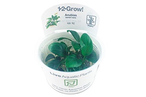 Aquarium Fan Anubias barteri Nana - In-Vitro Aquarium Fan Anubias barteri Nana - In-Vitro von AquaPlants
