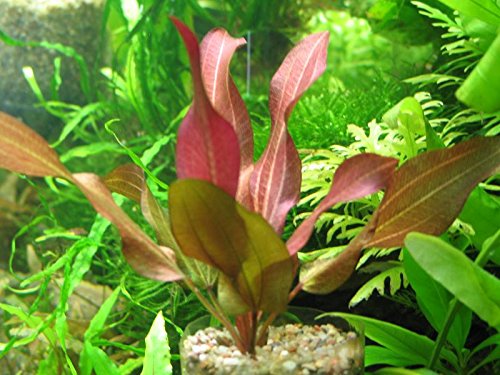 Echinodorus D'vall Aquarium-Pflanze von AquaPlants