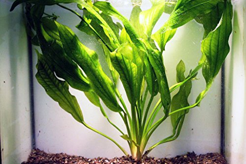 Echinodorus Wiridis - Aquarium-Pflanze Echinodorus Wiridis - Aquarium-Pflanze von AquaPlants