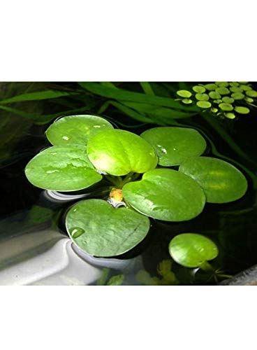 AquaPlants Froschbiss/Limnobium laevigatum - mittelgroß, 4 Stück von AquaPlants