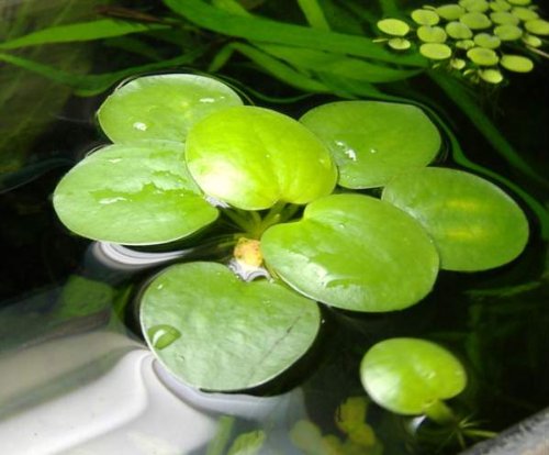 AquaPlants Froschbiss/Limnobium laevigatum - mittelgroß, 4 Stück von AquaPlants