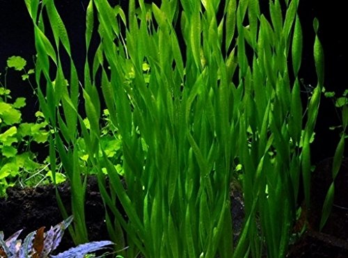 AquaPlants Große Wasserschraube/Vallisneria Americana Asiatica - 3 Bund von AquaPlants
