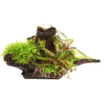 Hygrophila pinnatifida und Moos auf Wurzel von AquaPlants