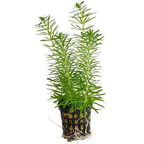 Indische Sternpflanze / Pogostemon erectus 1 Bund von Aqua Essentials