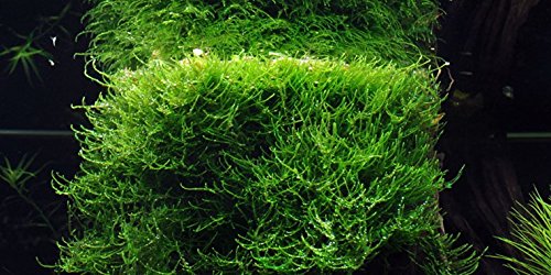 Aquarium Fan Java-Moos/Taxiphyllum barbieri - Javamoos - Handgrosse Portion Aquarium Fan Java-Moos/Taxiphyllum barbieri - Javamoos - Handgrosse Portion von AquaPlants