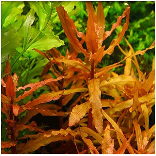 AquaPlants Kleine Cognac Pflanze/Ammannia senegalensis - 1 Bund von AquaPlants