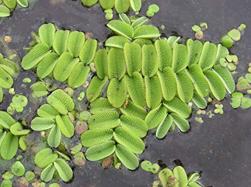 Kleiner Büschelfarn - Kleiner Schwimmfarn - Salvinia natans - 1 Portion Kleiner Büschelfarn - Kleiner Schwimmfarn - Salvinia natans - 1 Portion von AquaPlants