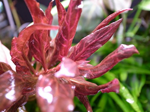 Kleines rosanerviges Papageienblatt/Alternanthera reineckii Rosanervig - 1 Bund von AquaPlants