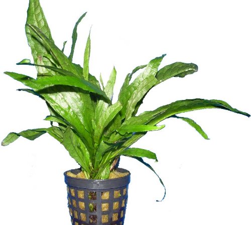 Mühlan Wasserpflanzen 3 Töpfe Javafarn, Microsorium Pteropus, Aquarium Mühlan Wasserpflanzen 3 Töpfe Javafarn, Microsorium Pteropus, Aquarium von AquaPlants