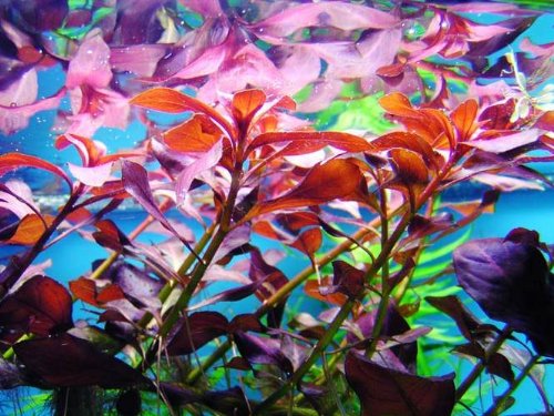 Mühlan Wasserpflanzen Bund Ludwigia Glandulosa, Ludwigie,farbige Pflanze Mühlan Wasserpflanzen Bund Ludwigia Glandulosa, Ludwigie,farbige Pflanze von AquaPlants