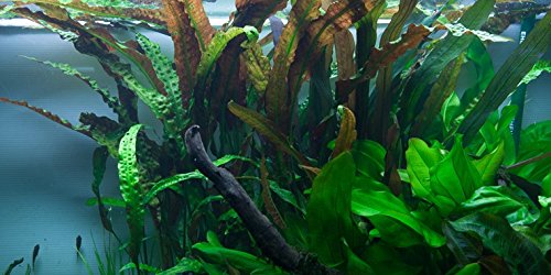 Aquarium Fan Riesen-Wasserkelch/Cryptocoryne usteriana von AquaPlants