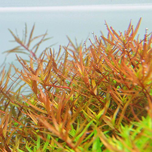 Rotala Vietnam H'ra - Pflanze für Aquarien, 1 Bund von AquaPlants