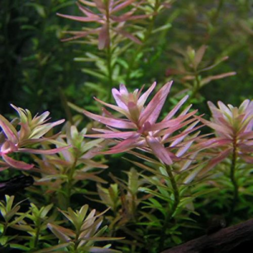 Rotala sp. Ceylon/Rotala sp. Pink - 1 Bund - Aquarium-Pflanze von AquaPlants