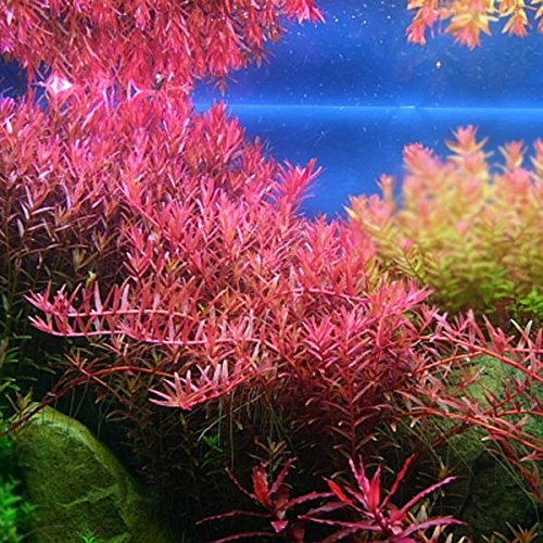 Rotala sp. Colorata - Pflanze für Aquarien, 3 Bund von AquaPlants