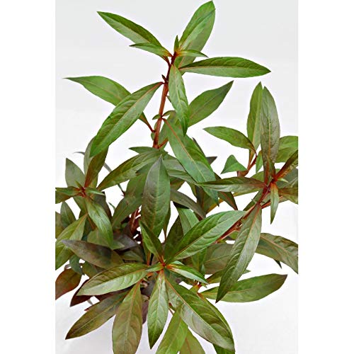 Rote Stern-Ludwigie/Ludwigia Glandulosa - Pflanze für Aquarien, 1 Bund Rote Stern-Ludwigie/Ludwigia Glandulosa - Pflanze für Aquarien, 1 Bund von AquaPlants