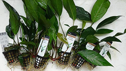 Schmalblättrige Anubias/Anubias Lenceolata - Aquarium-Pflanze von AquaPlants