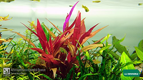 Schmalblättriges Papageienblatt/Alternanthera Reineckii Bronze - Aquarium-Pflanze, 1 Bund Schmalblättriges Papageienblatt/Alternanthera Reineckii Bronze - Aquarium-Pflanze, 1 Bund von AquaPlants