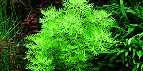 Wasserfeder - Wasserprimel/Hottonia Palustris - Aquarium-Pflanze, 1 Bund von AquaPlants