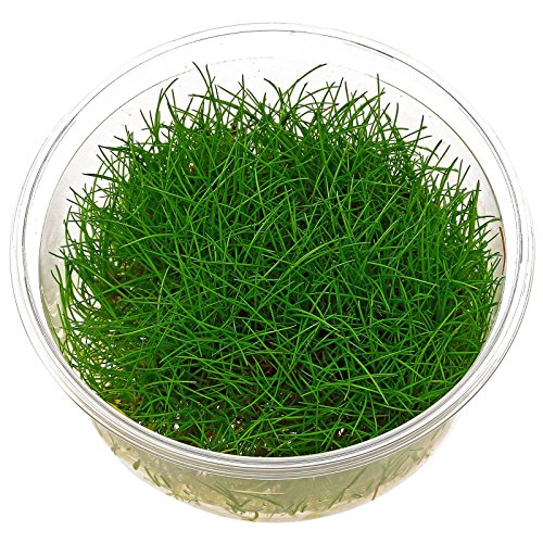 Zwerg-Nadelsimse / Eleocharis parvula - In-Vitro von AquaPlants