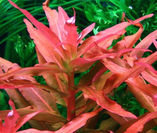 Cognac Pflanze/Ammannia Gracilis - 1 Bund - Aquarium-Pflanze von Aquadip