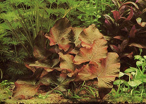 Stern-Seerose/Nymphaea nouchali Sri Lanka / Nymphea Stellata - Wasserpflanzen für Aquarien von Aquadip