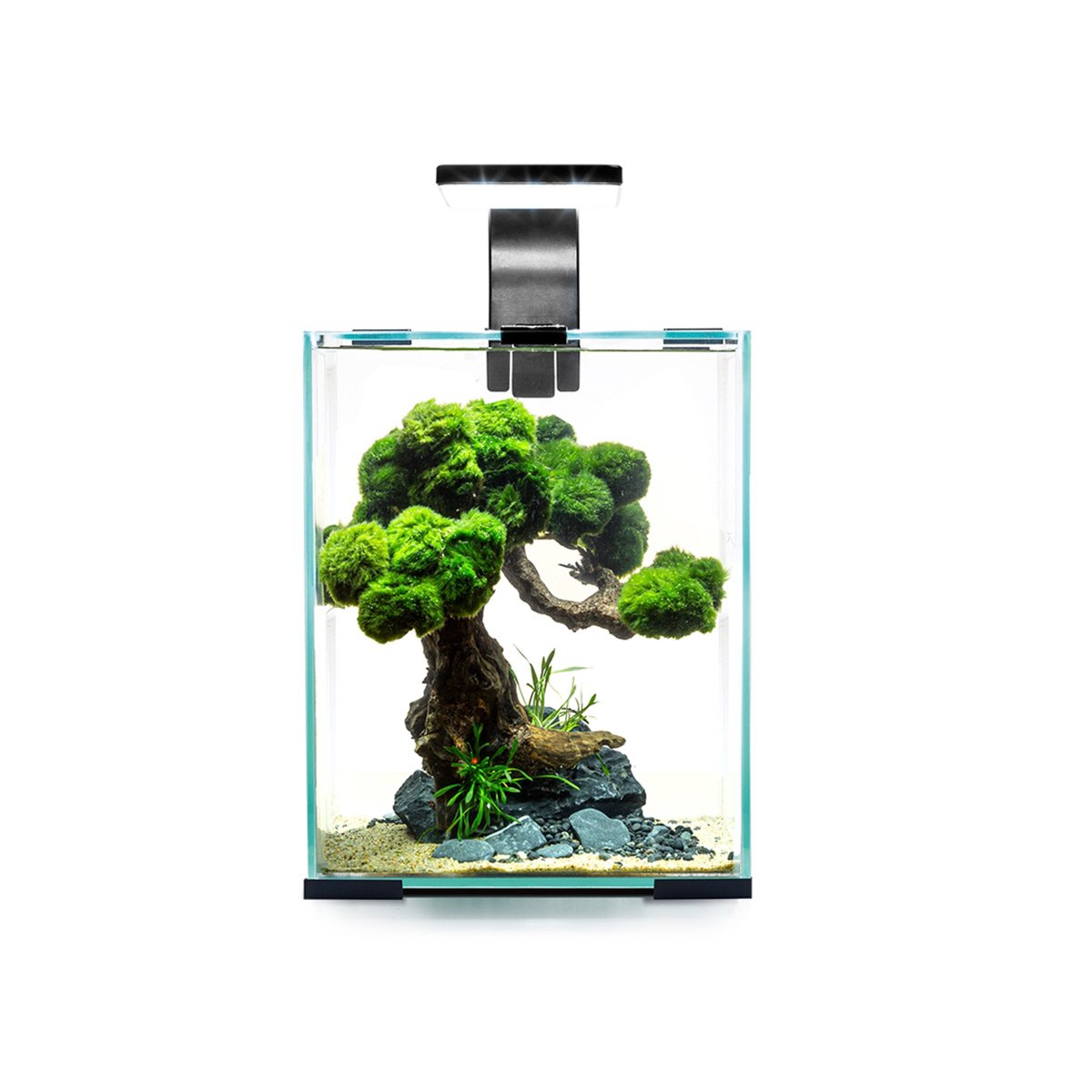 Aquael Shrimp Set Tag & Nacht schwarz 10 Liter, 20 x 20 x 25 cm Aquael Shrimp Set Tag & Nacht schwarz 10 Liter, 20 x 20 x 25 cm von Aquael