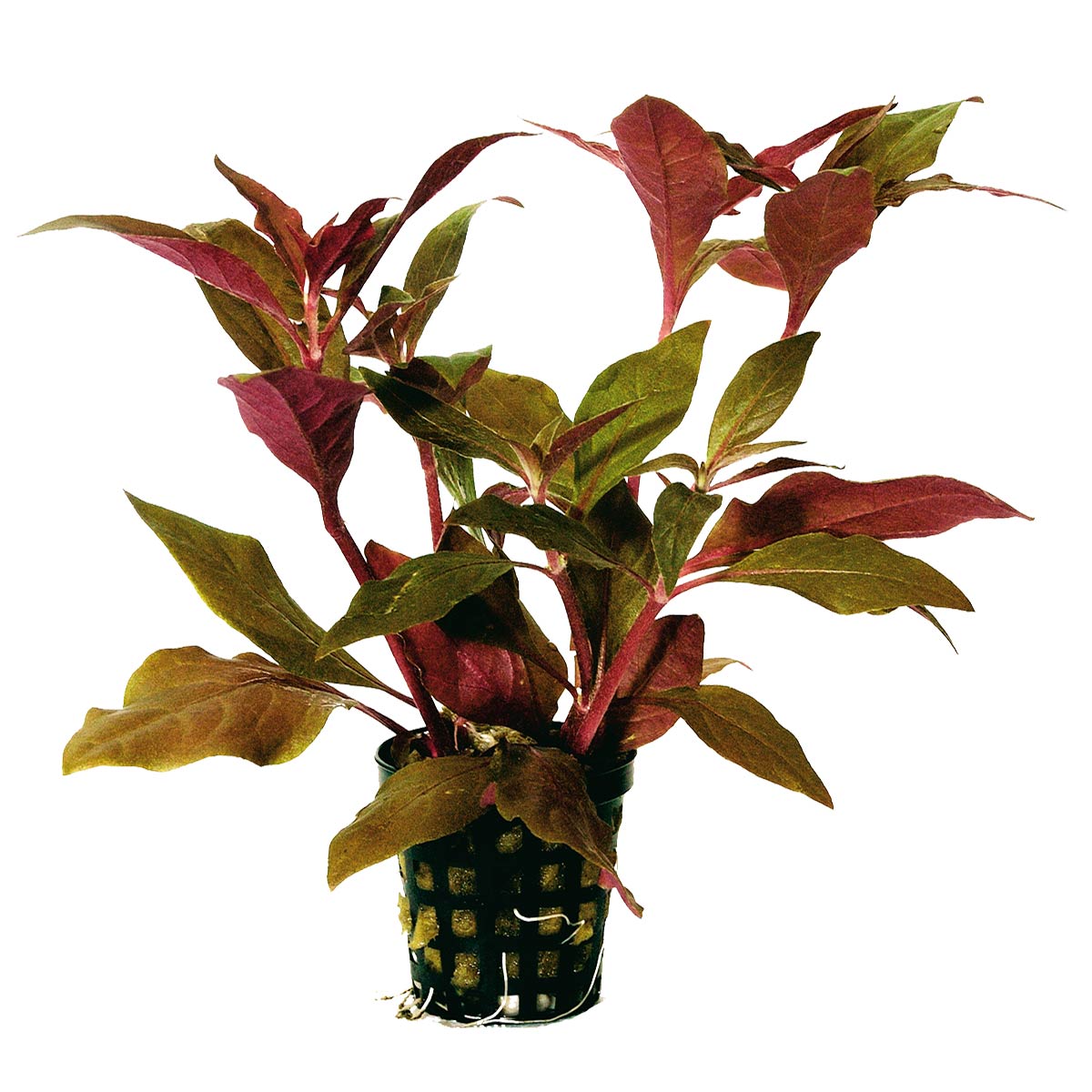 Aquafleur Alternanthera Cardinalis Rot im 5 cm Topf Aquafleur Alternanthera Cardinalis Rot im 5 cm Topf von Aquafleur