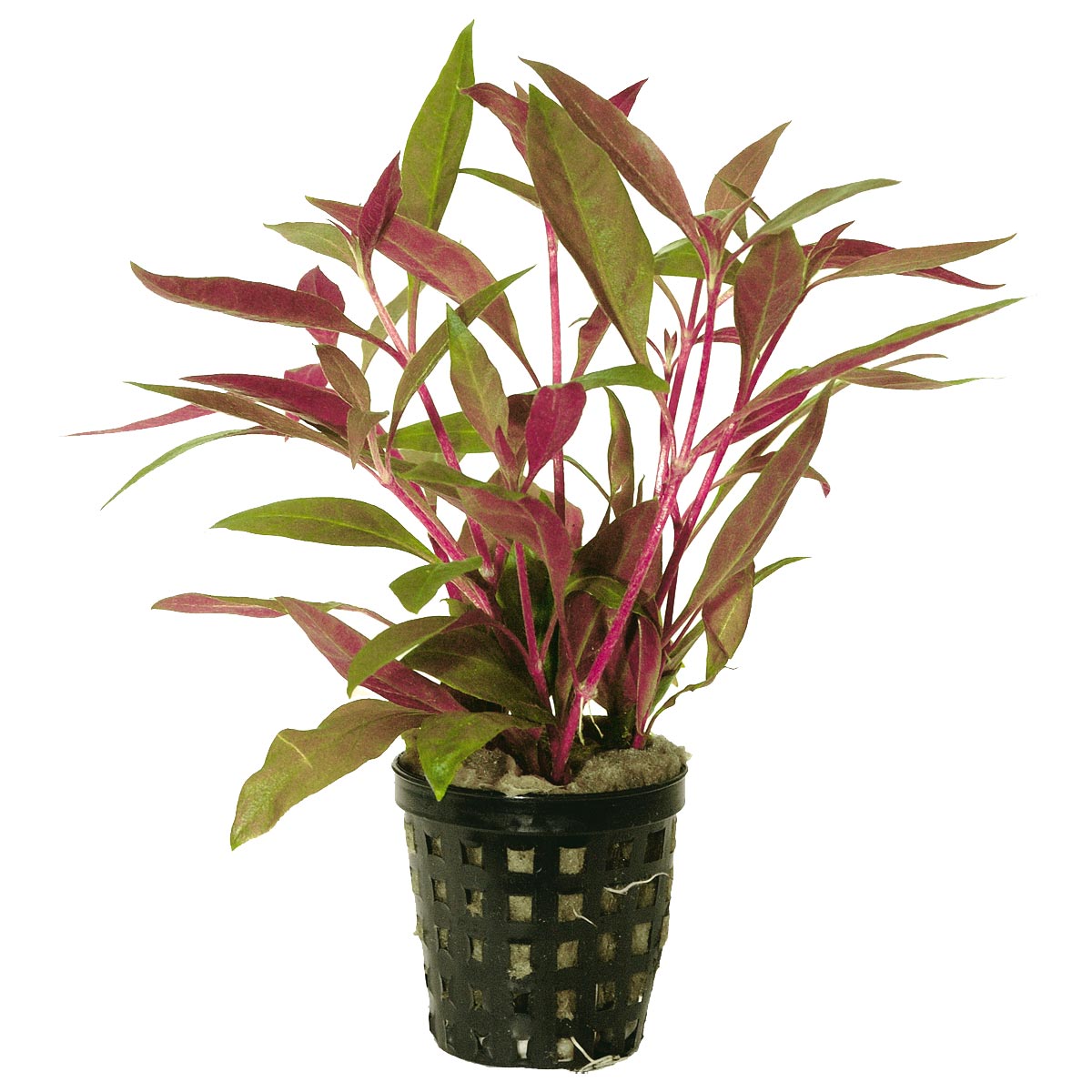 Aquafleur Alternanthera Reineckii Rot im 5 cm Topf Aquafleur Alternanthera Reineckii Rot im 5 cm Topf von Aquafleur