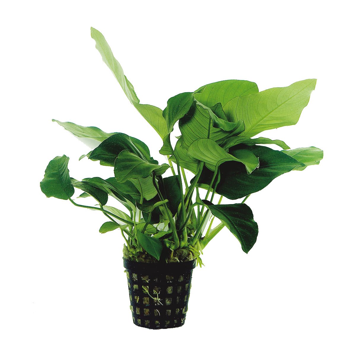 Aquafleur Anubias Barteri Nana Pflanze im 5 cm Topf Aquafleur Anubias Barteri Nana Pflanze im 5 cm Topf von Aquafleur