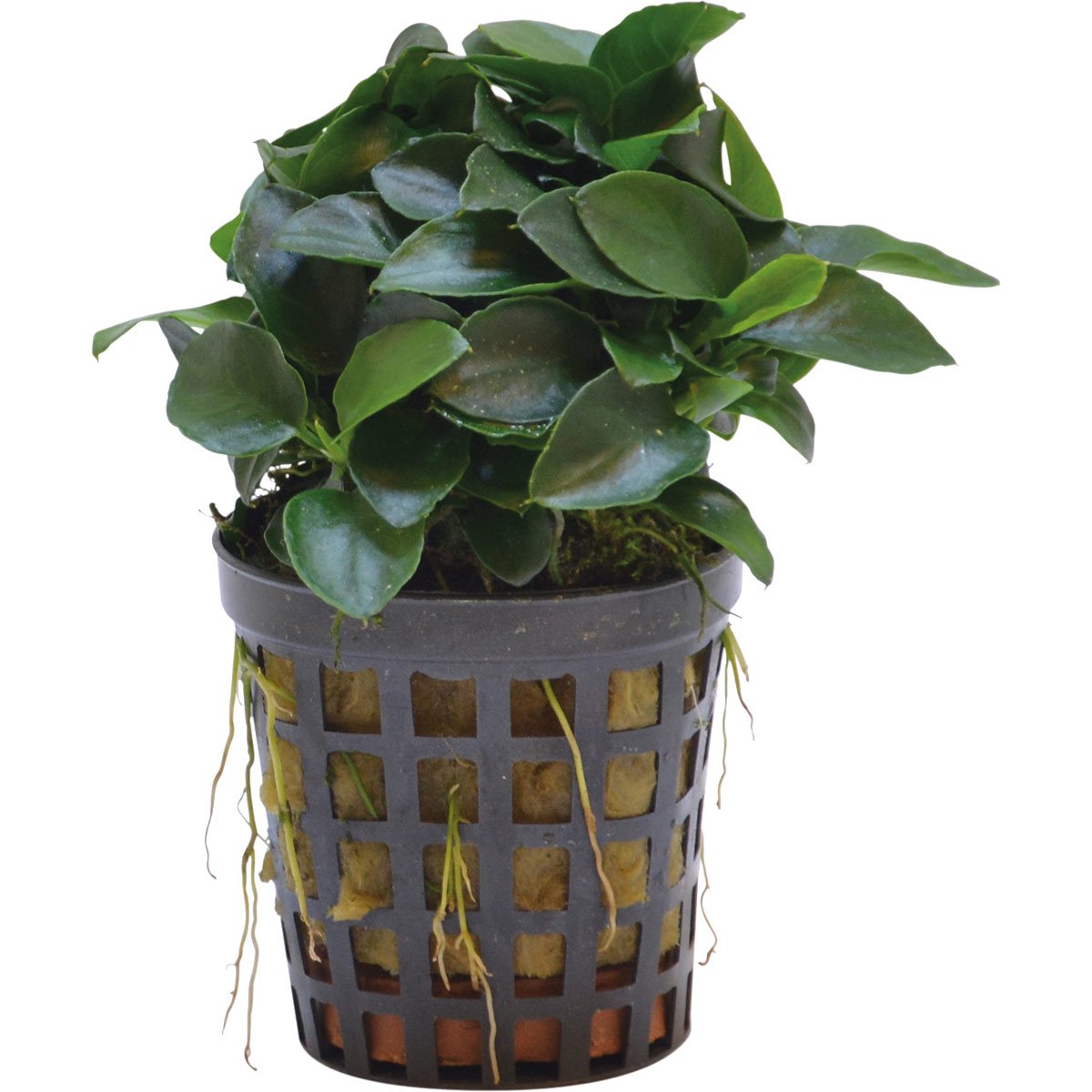 Aquafleur Anubias Nana Bonsai Mini-Pflanze im 5 cm Topf Aquafleur Anubias Nana Bonsai Mini-Pflanze im 5 cm Topf von Aquafleur
