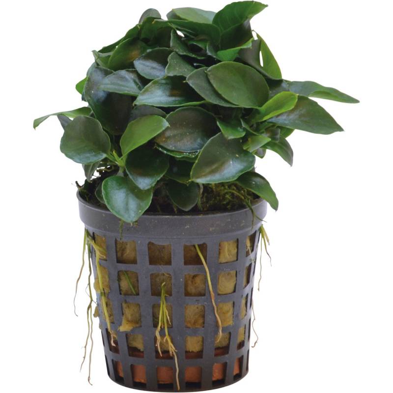 Aquafleur Anubias Nana Bonsai Mini-Pflanze im 5 cm Topf von Aquafleur