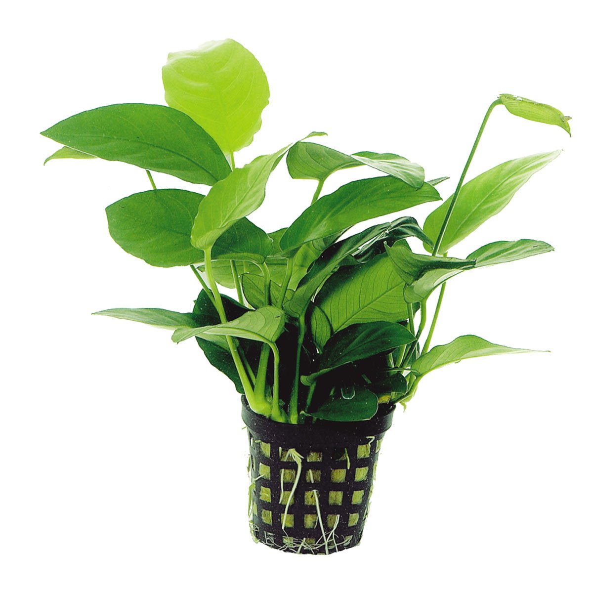 Aquafleur Anubias Nana Pflanze im 5 cm Topf von Aquafleur