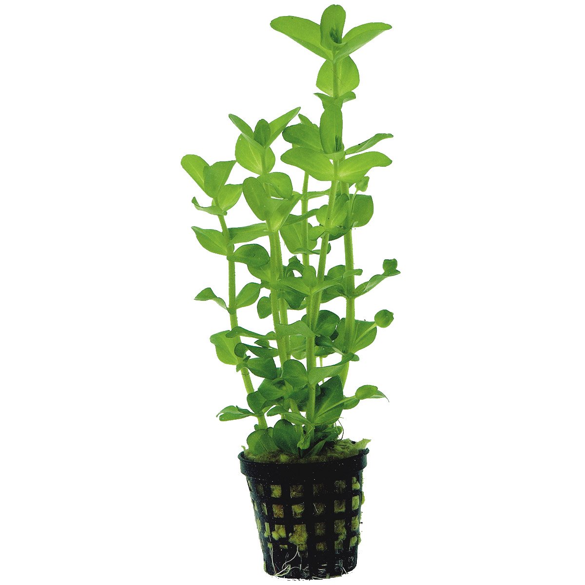 Aquafleur Bacopa Amplexicaulis Pflanze im 5 cm Topf Aquafleur Bacopa Amplexicaulis Pflanze im 5 cm Topf von Aquafleur
