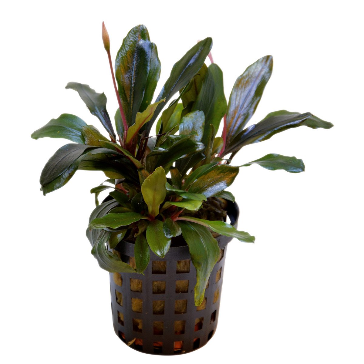 Aquafleur Bucephalandra Theia Pflanze im 5 cm Topf Aquafleur Bucephalandra Theia Pflanze im 5 cm Topf von Aquafleur